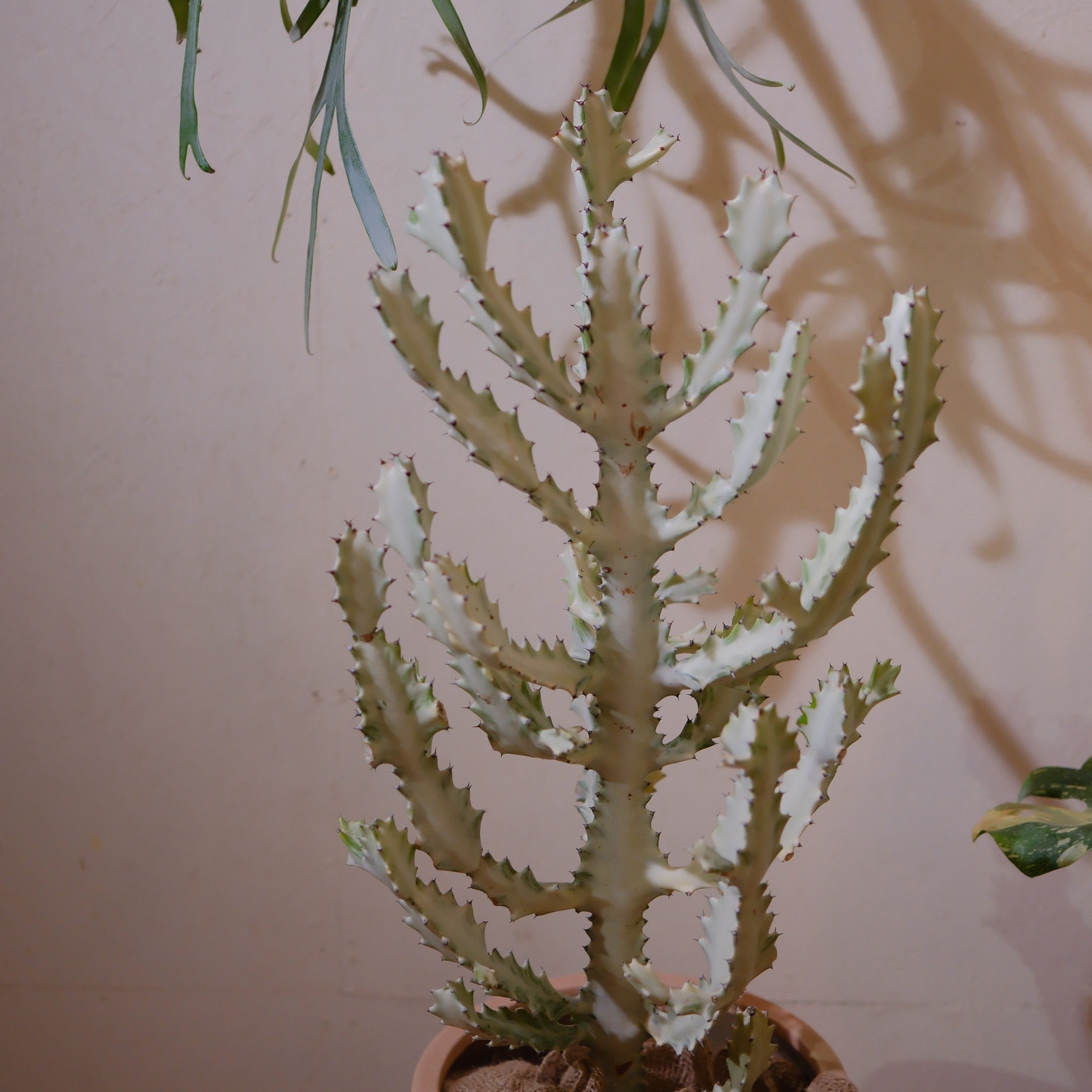 ユーフォルビア ホワイトゴースト 大型 多肉植物 観葉植物 おしゃれ ユーフォルビア ホワイトゴースト 大型 多肉植物 観葉植物 おしゃれ