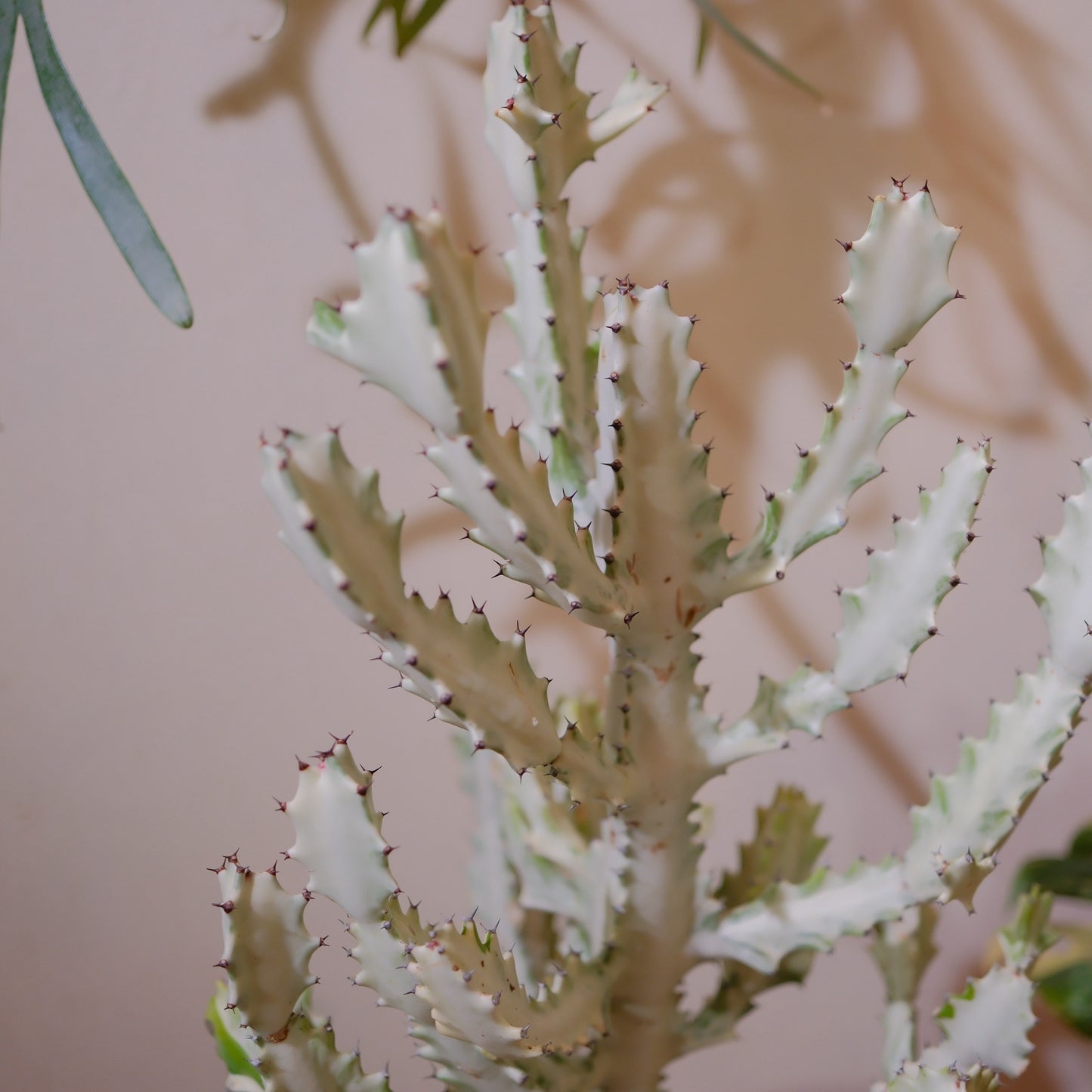 ユーフォルビア ホワイトゴースト 大型 多肉植物 観葉植物 おしゃれ ポリストーン鉢付き インテリアグリーン｜Euphorbia lactea White Ghost