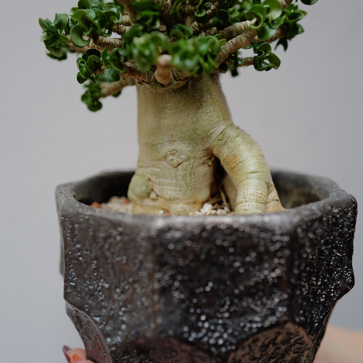 アデニウム アラビカムの幹の肌と根元 すべすべとした淡いグリーンの塊根と器の縁 GORI STORE TOKYO