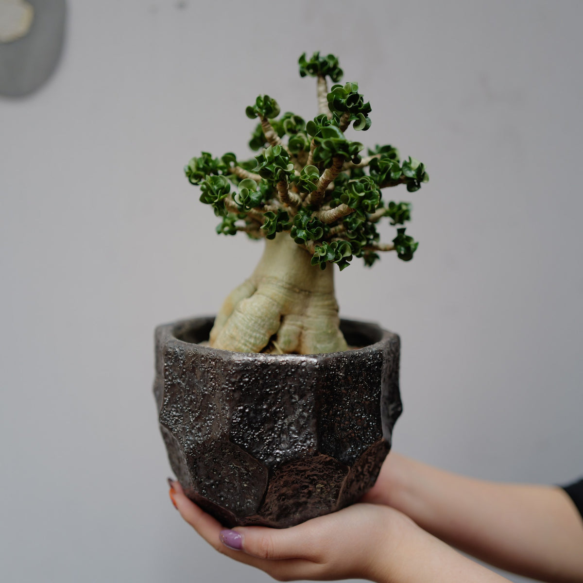アデニウム アラビカム 獅子葉 ドーセットホーン 鉄のような光沢の無骨な陶器鉢の一点物 カールする葉と太い幹の全体 高さ約28cm GORI STORE TOKYO