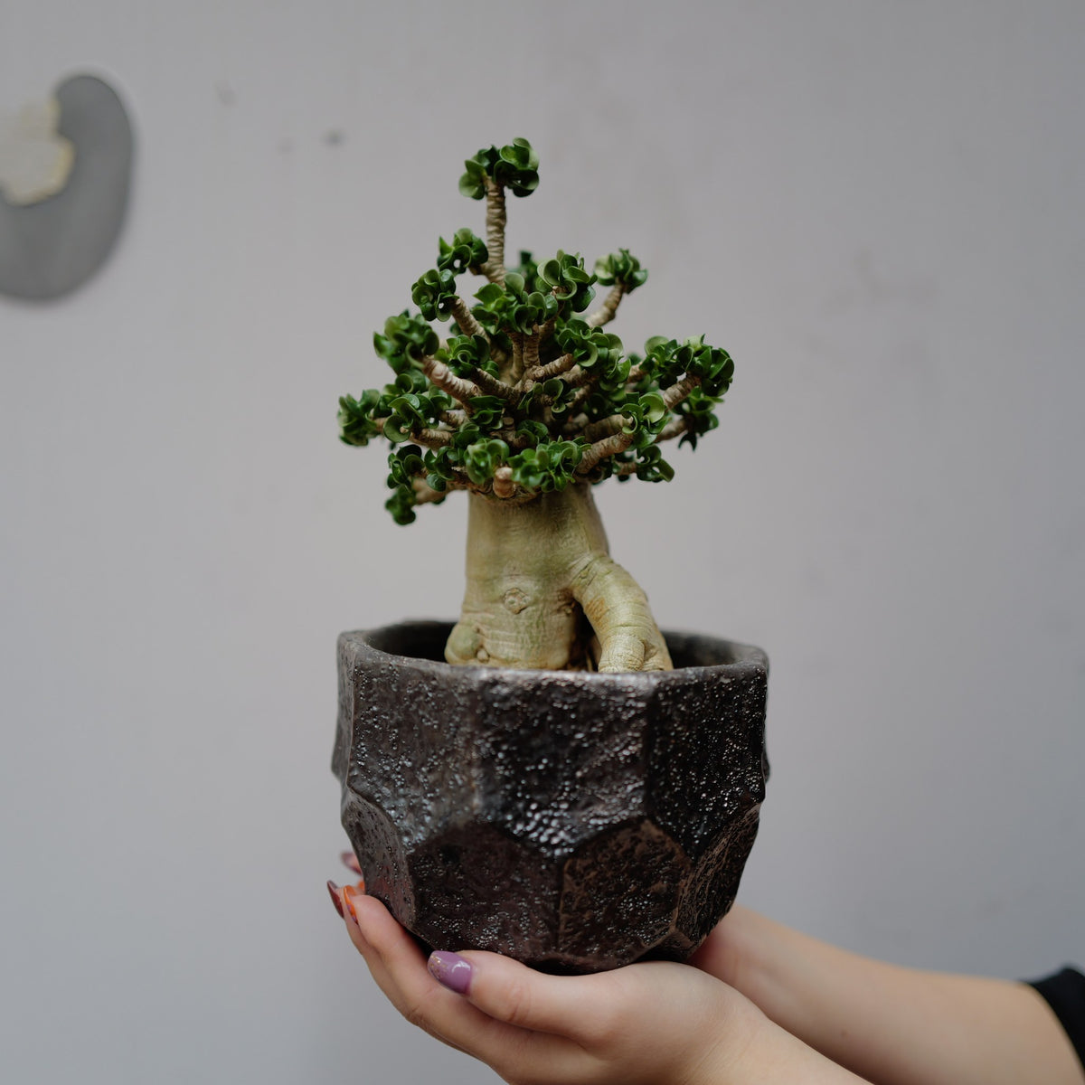 アデニウム アラビカム 獅子葉を斜めから見た姿 根元が分かれた太い幹と枝先に集まる巻き葉 GORI STORE TOKYO