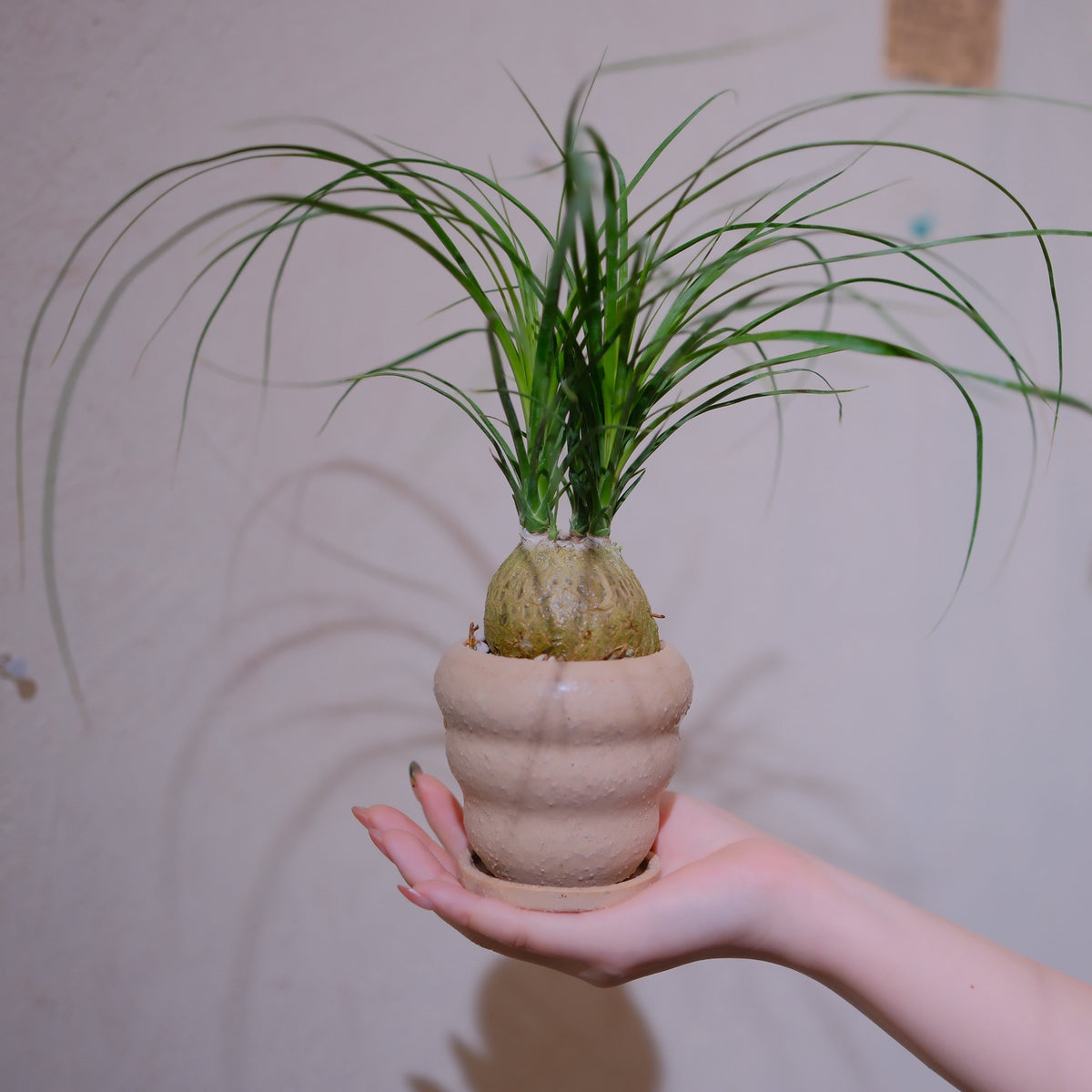 ノリナ・レクルバータ（トックリラン） ピンクベージュ陶器鉢の一点物 手のひらサイズ 高さ約23cm GORI STORE TOKYO