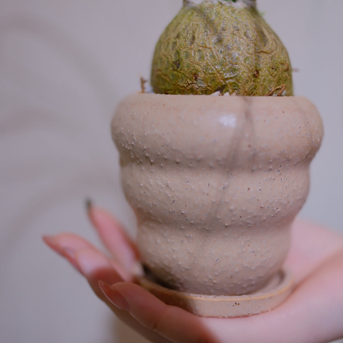 ノリナ・レクルバータの器のアップ ピンクベージュの陶器鉢と受け皿 ザラザラとした質感 GORI STORE TOKYO