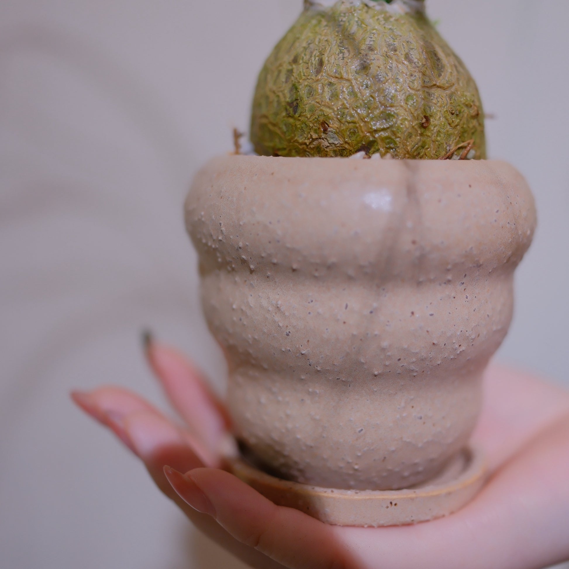 ノリナ・レクルバータの器のアップ ピンクベージュの陶器鉢と受け皿 ザラザラとした質感 GORI STORE TOKYO