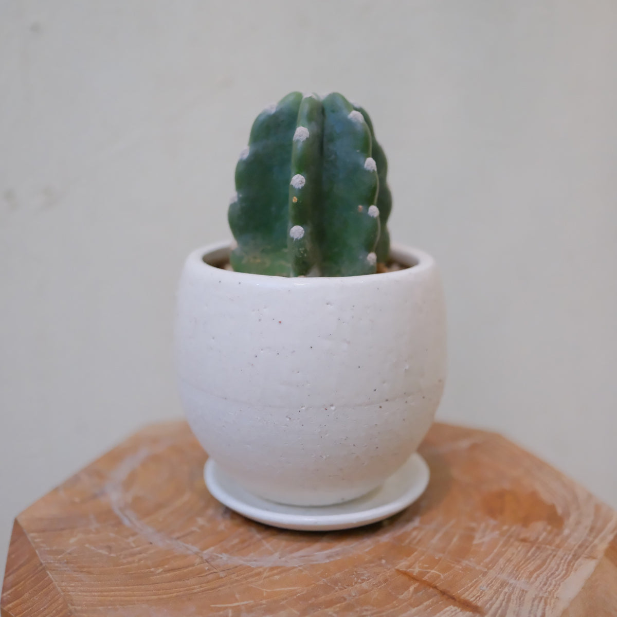 鬼面角（キメンカク）トゲのないサボテン 白い陶器鉢の一点物 全体の姿 高さ約20cm GORI STORE TOKYO