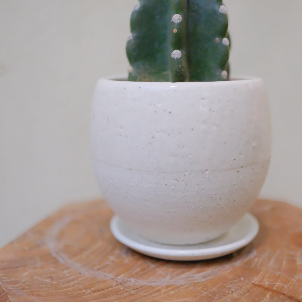 鬼面角を植えた白い陶器鉢とお皿のアップ つややかな釉薬とマットな質感 鉄点の入る白 鉢底穴あり GORI STORE TOKYO