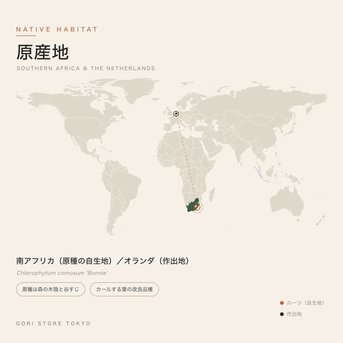 オリヅルラン ボニーの原産地マップ 原種の自生地は南アフリカ 作出地はオランダ 森の木陰と谷すじ GORI STORE TOKYO