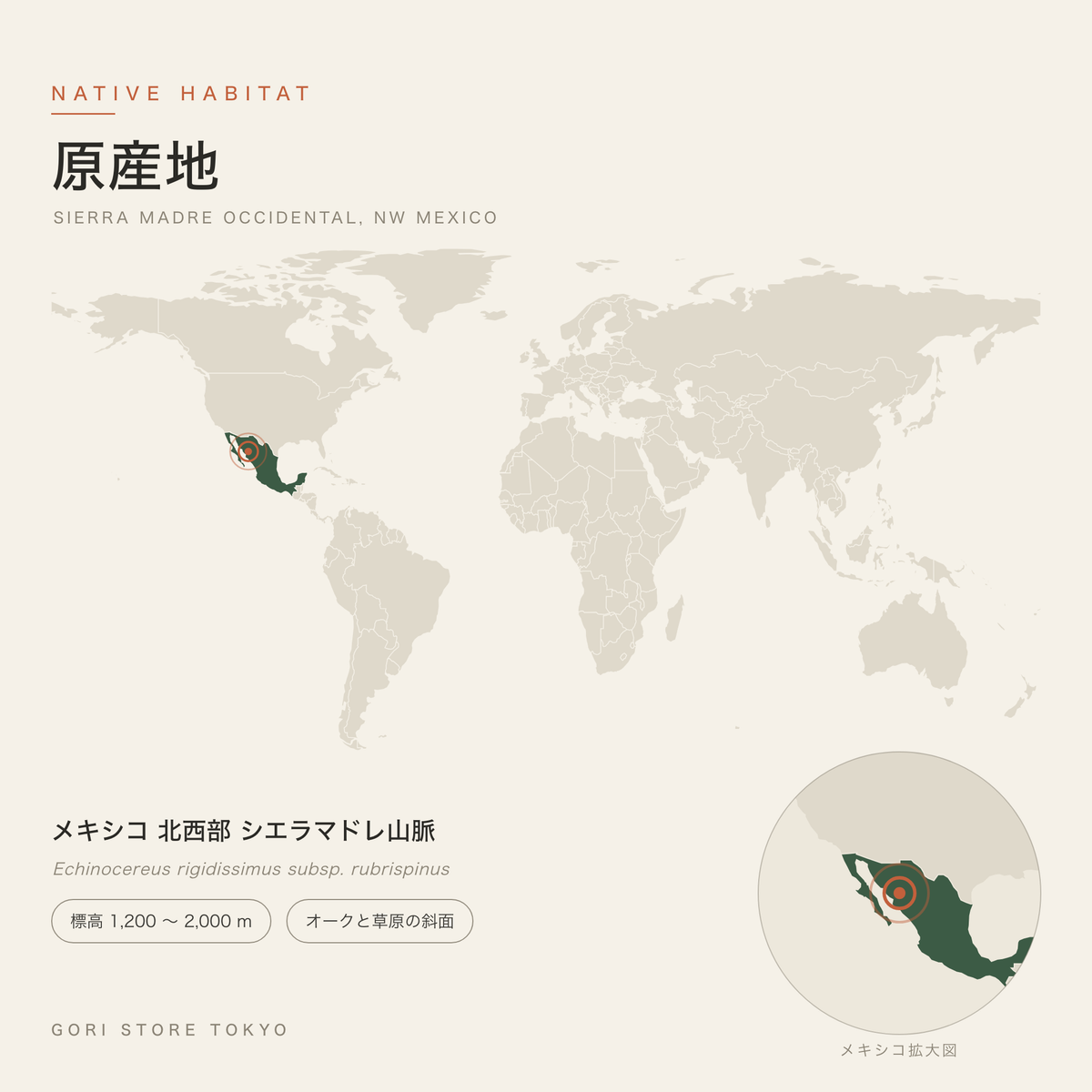 紫太陽（エキノケレウス）の原産地マップ メキシコ 北西部 シエラマドレ山脈 標高 1,200 〜 2,000 m オークと草原の斜面 GORI STORE TOKYO