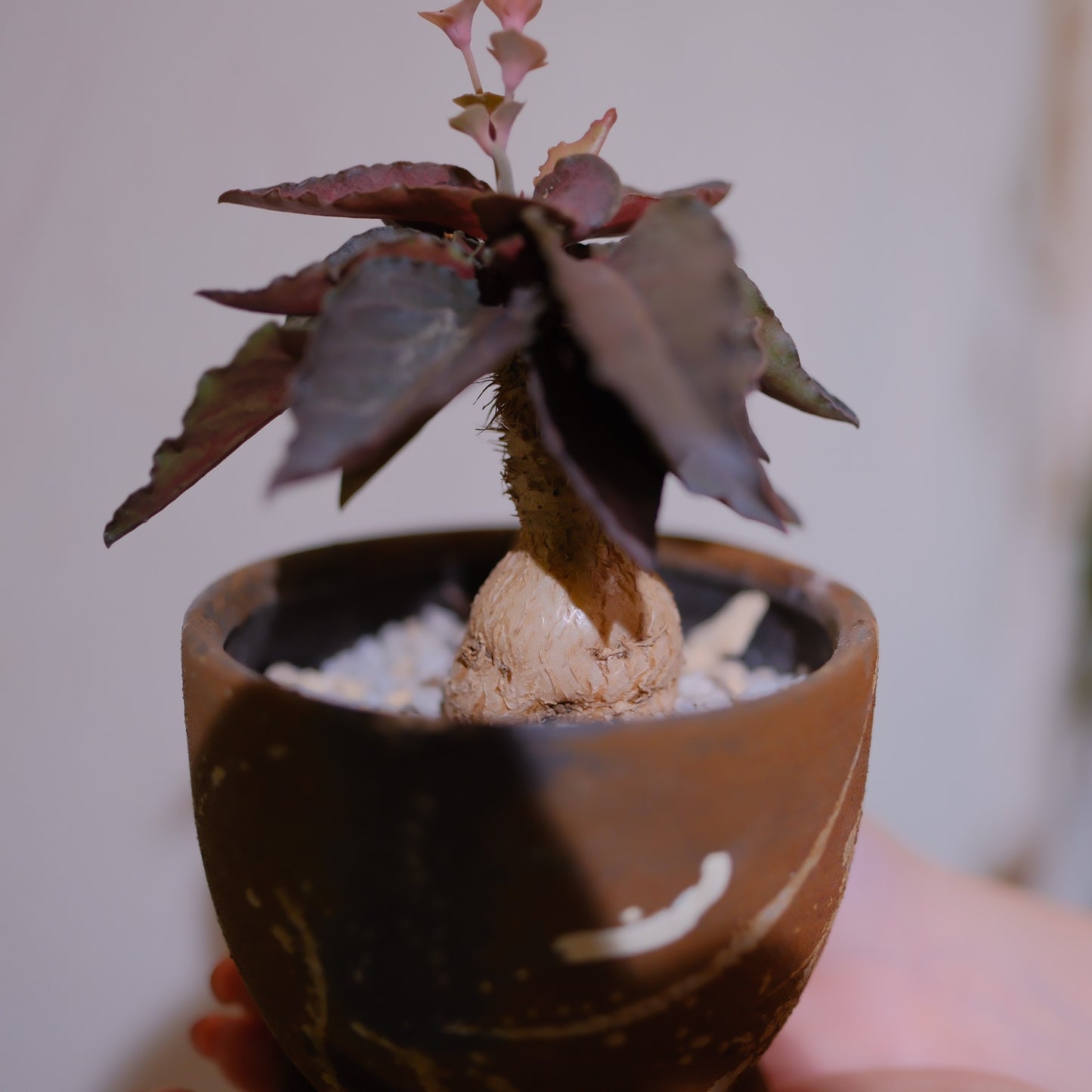 ユーフォルビア・フランコイシーの塊根のアップ 丸くふくらんだ株元から立ち上がる茎 GORI STORE TOKYO