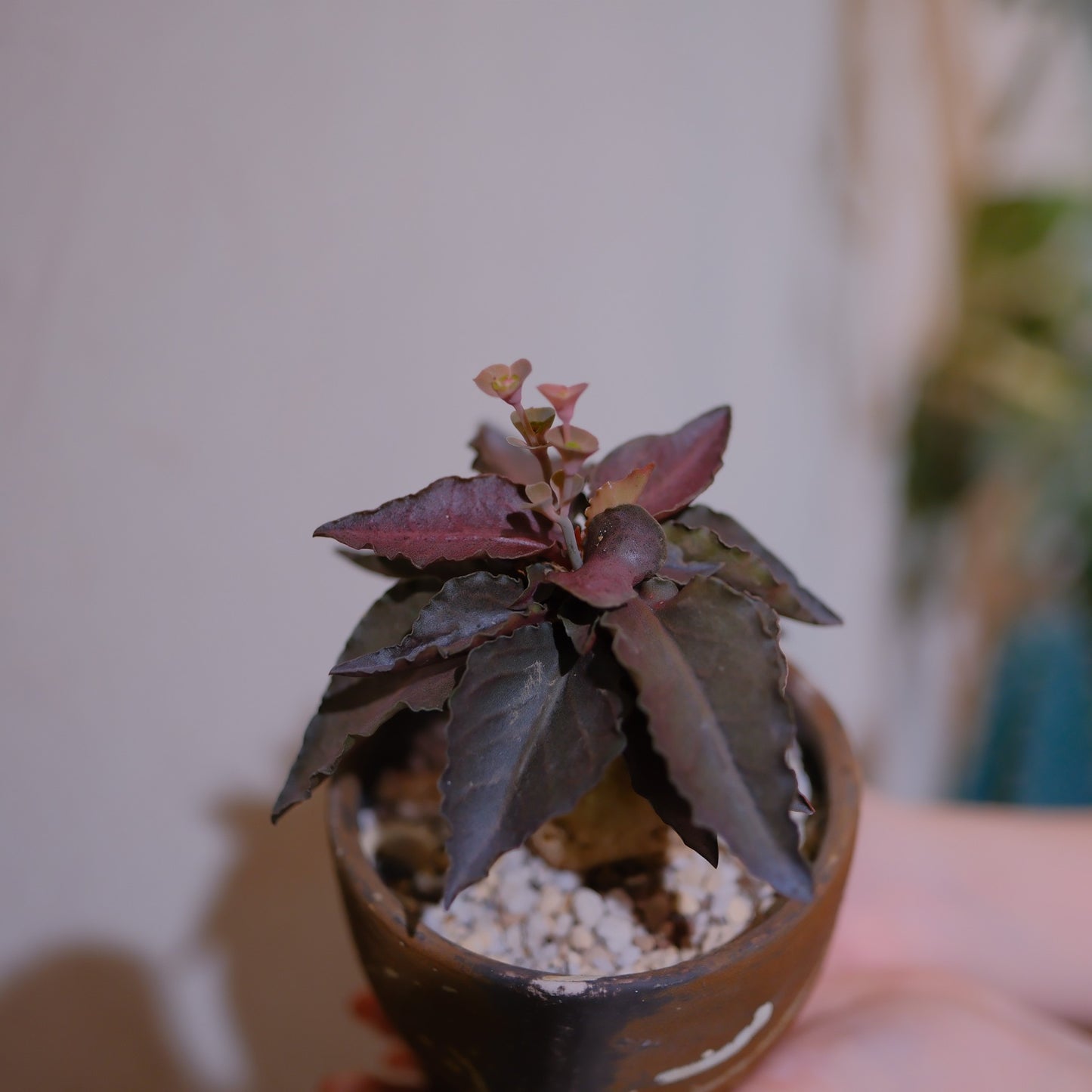 ユーフォルビア・フランコイシーの葉と花 赤銅色の葉と縁の起伏 小さなピンクの花 GORI STORE TOKYO
