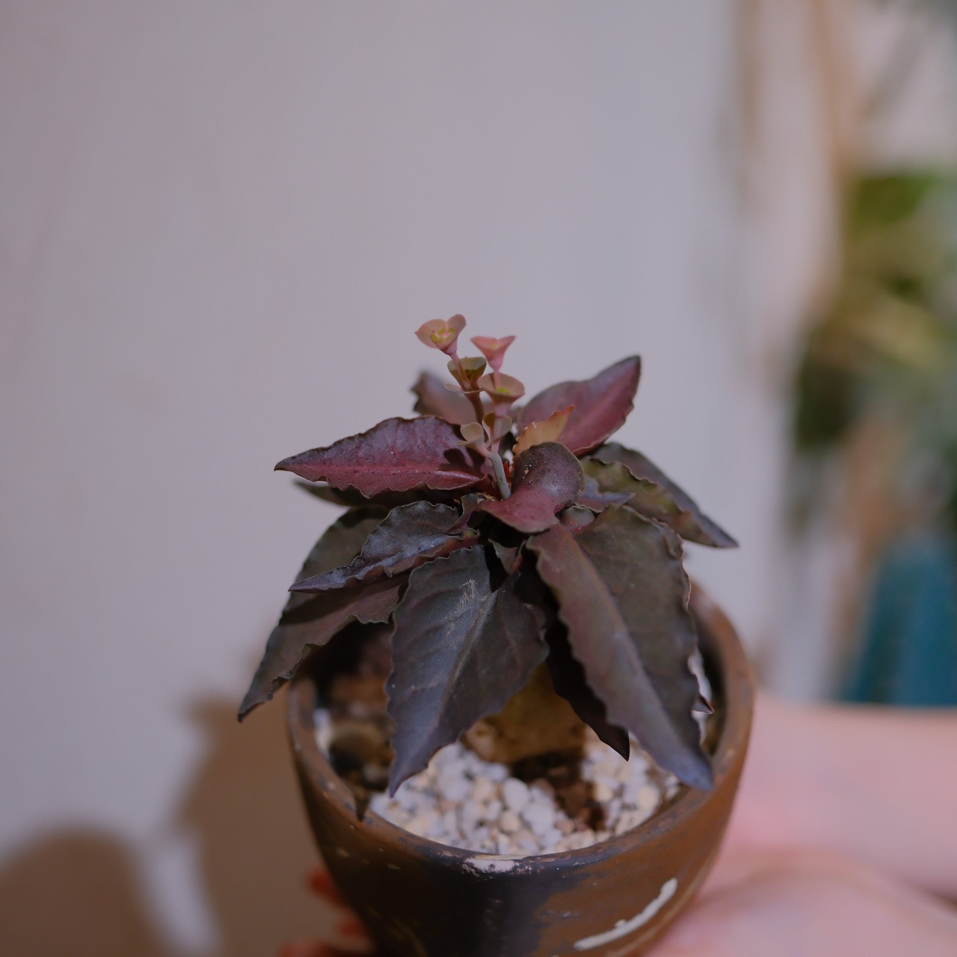 ユーフォルビア・フランコイシーの葉と花 赤銅色の葉と縁の起伏 小さなピンクの花 GORI STORE TOKYO