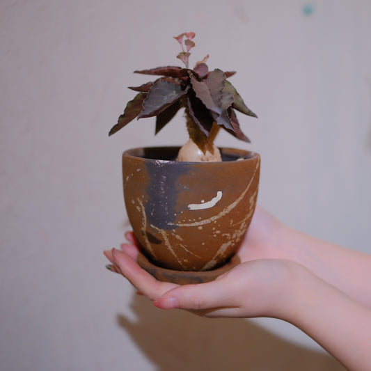 ユーフォルビア・フランコイシー 実生株 茶色の陶器鉢の一点物 手のひらサイズ 高さ約17cm GORI STORE TOKYO