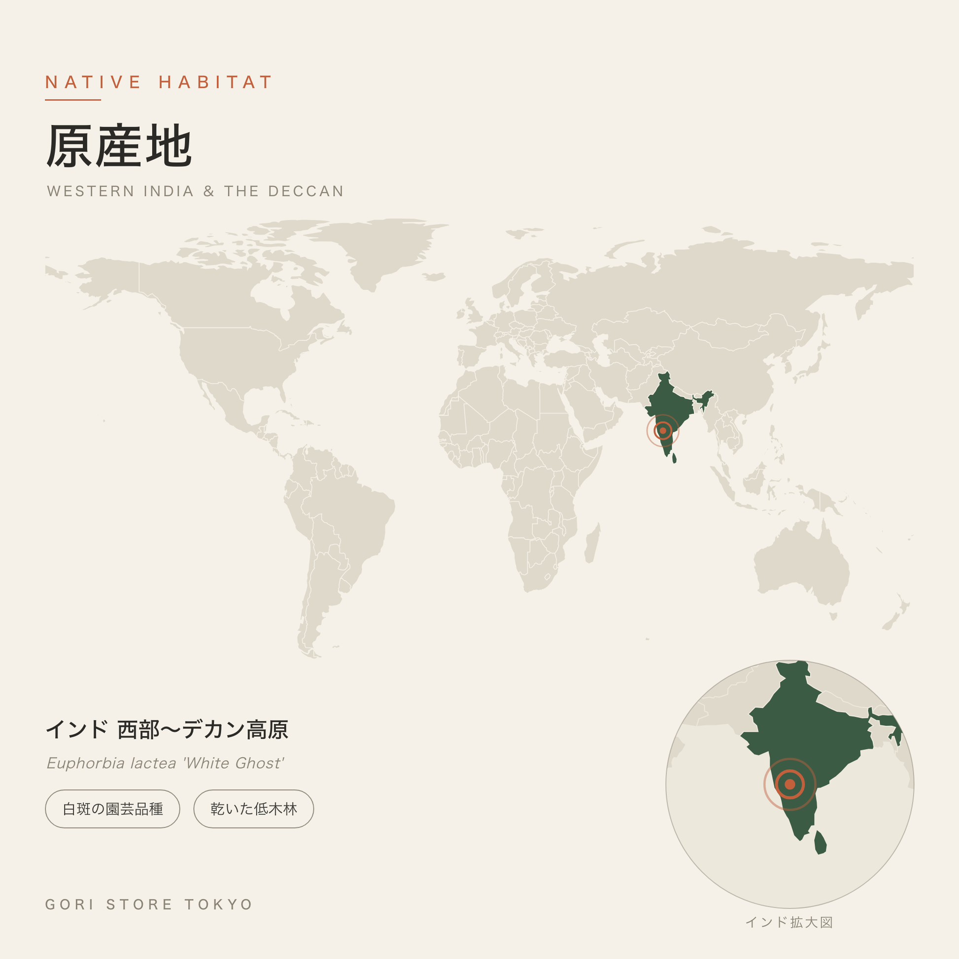 ユーフォルビア・ホワイトゴーストの原産地マップ インド 西部〜デカン高原 白斑の園芸品種 乾いた低木林 GORI STORE TOKYO