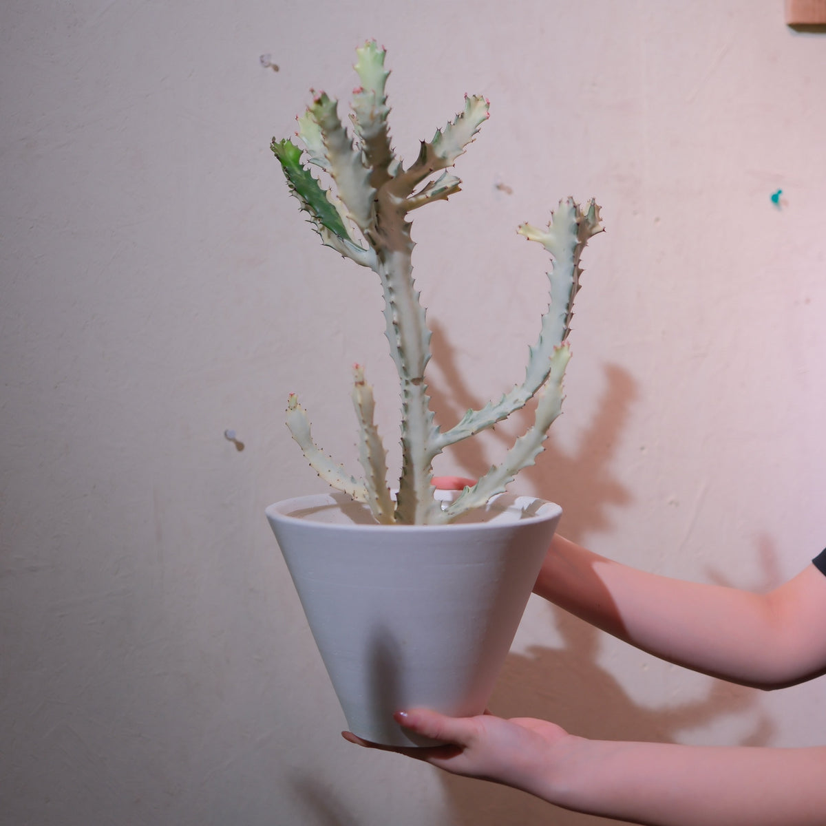 ユーフォルビア・ホワイトゴースト 白陶器鉢の一点物 白い彫刻のような枝ぶり 高さ約48cm GORI STORE TOKYO