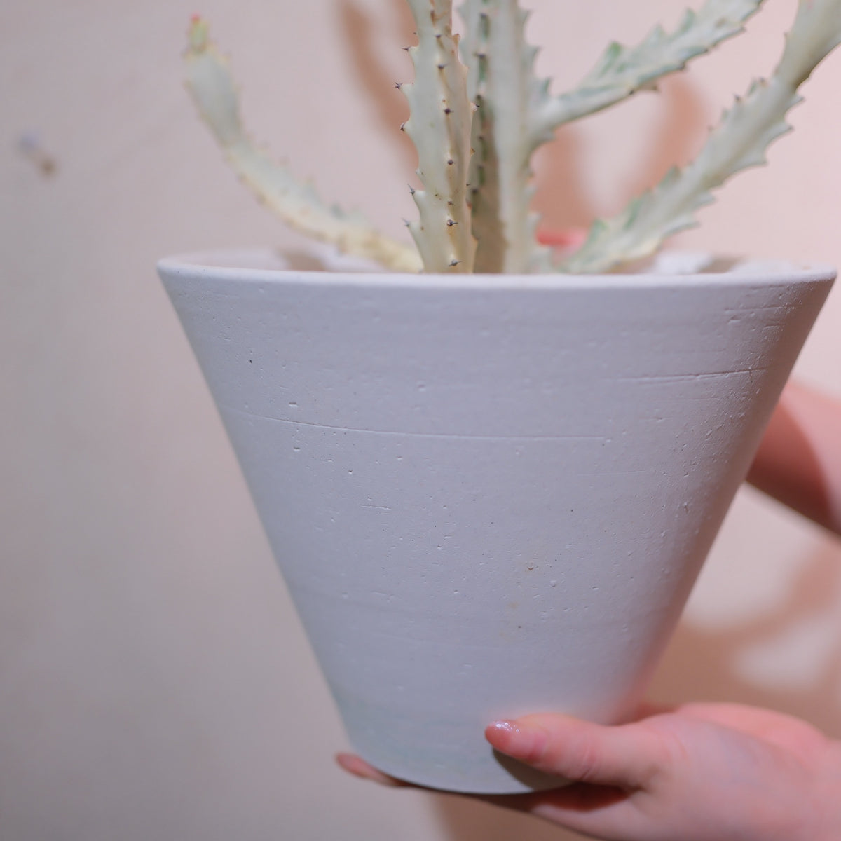 ホワイトゴーストの器のアップ 植物と同系色でまとめたシンプルな白陶器鉢 GORI STORE TOKYO