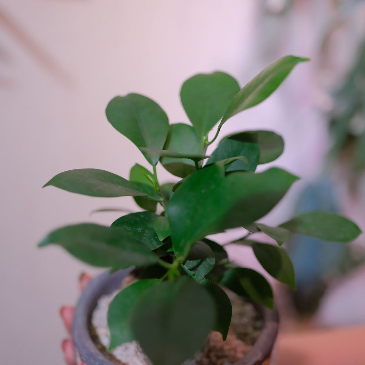 ガジュマルの葉のアップ ツヤのある深緑の丸みを帯びた葉が密に茂る GORI STORE TOKYO