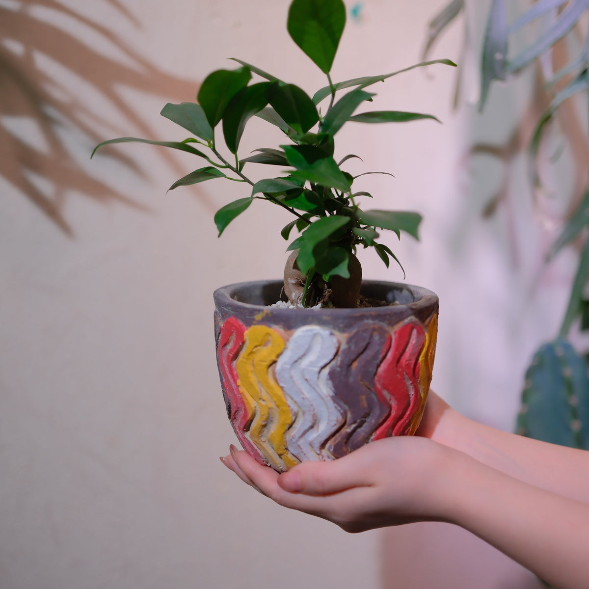 ガジュマル（多幸の木）波模様の彫刻陶器鉢の一点物 両手に収まる小型観葉植物 GORI STORE TOKYO