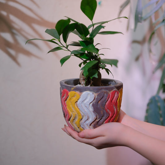 ガジュマル（多幸の木）波模様の彫刻陶器鉢の一点物 両手に収まる小型観葉植物 GORI STORE TOKYO