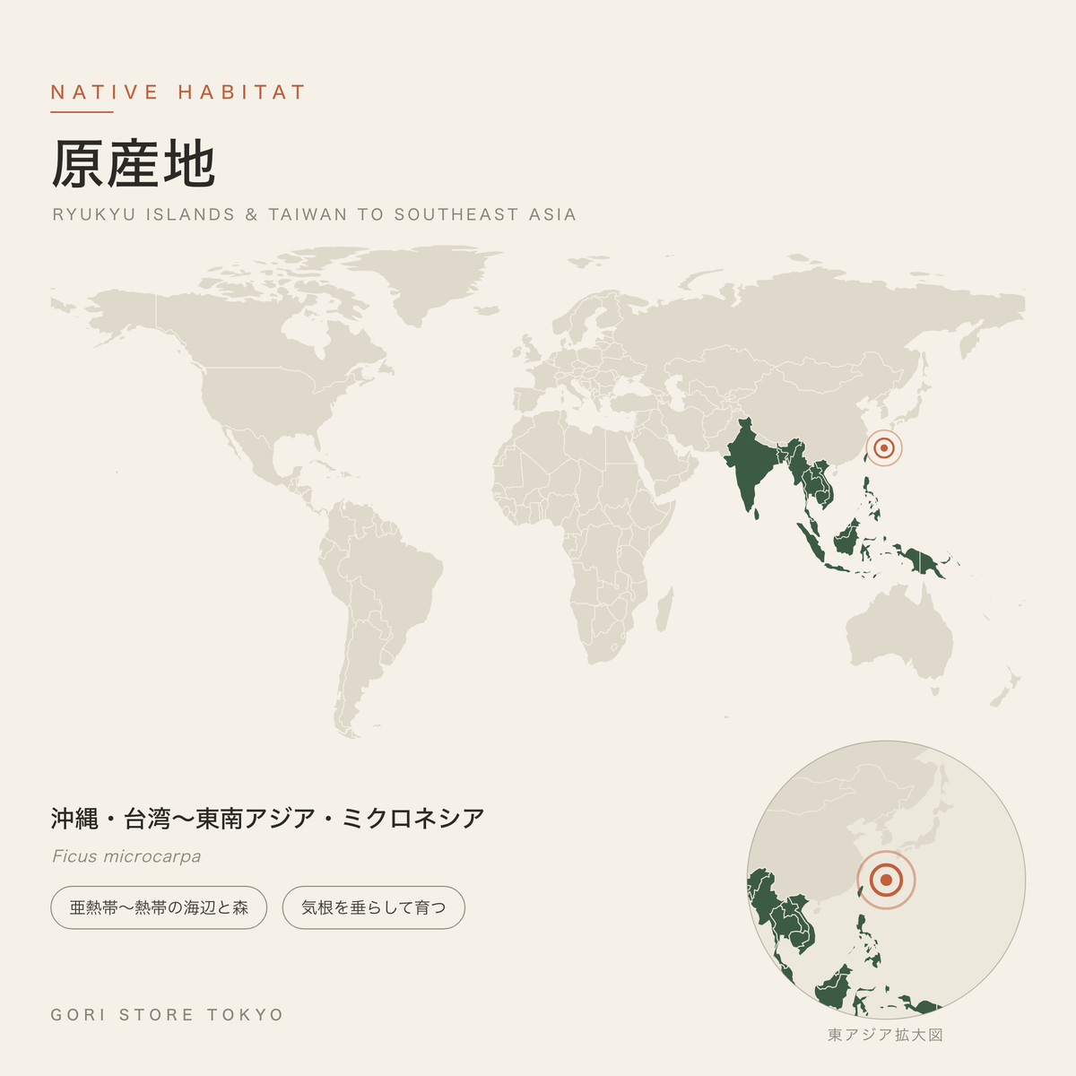 ガジュマル（Ficus microcarpa）の原産地マップ 沖縄・台湾から東南アジア・ミクロネシア 亜熱帯〜熱帯の海辺と森 GORI STORE TOKYO