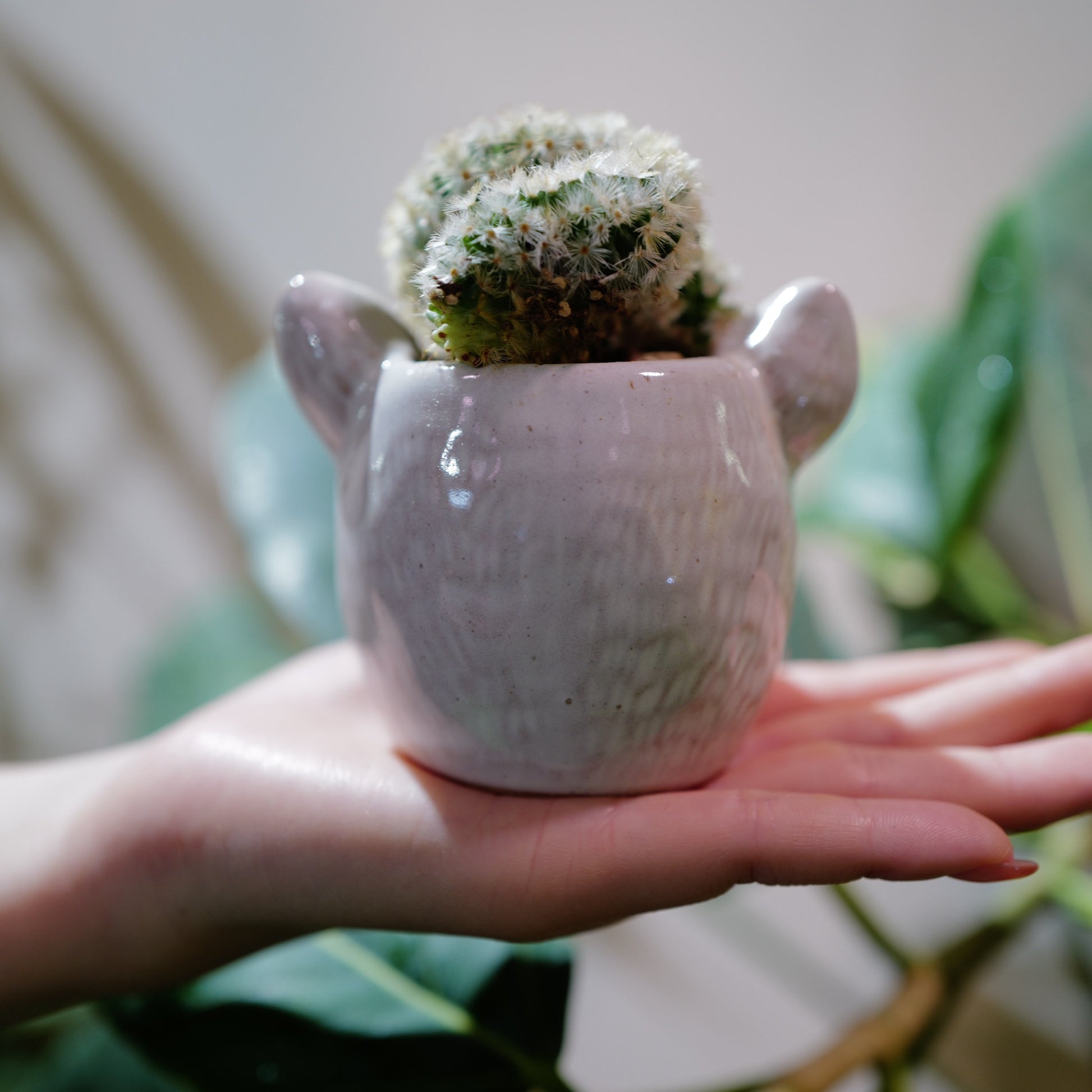 マミラリア・カルメナエ綴化 ブルドッグ鉢を背面から 陶器の質感と耳 GORI STORE TOKYO