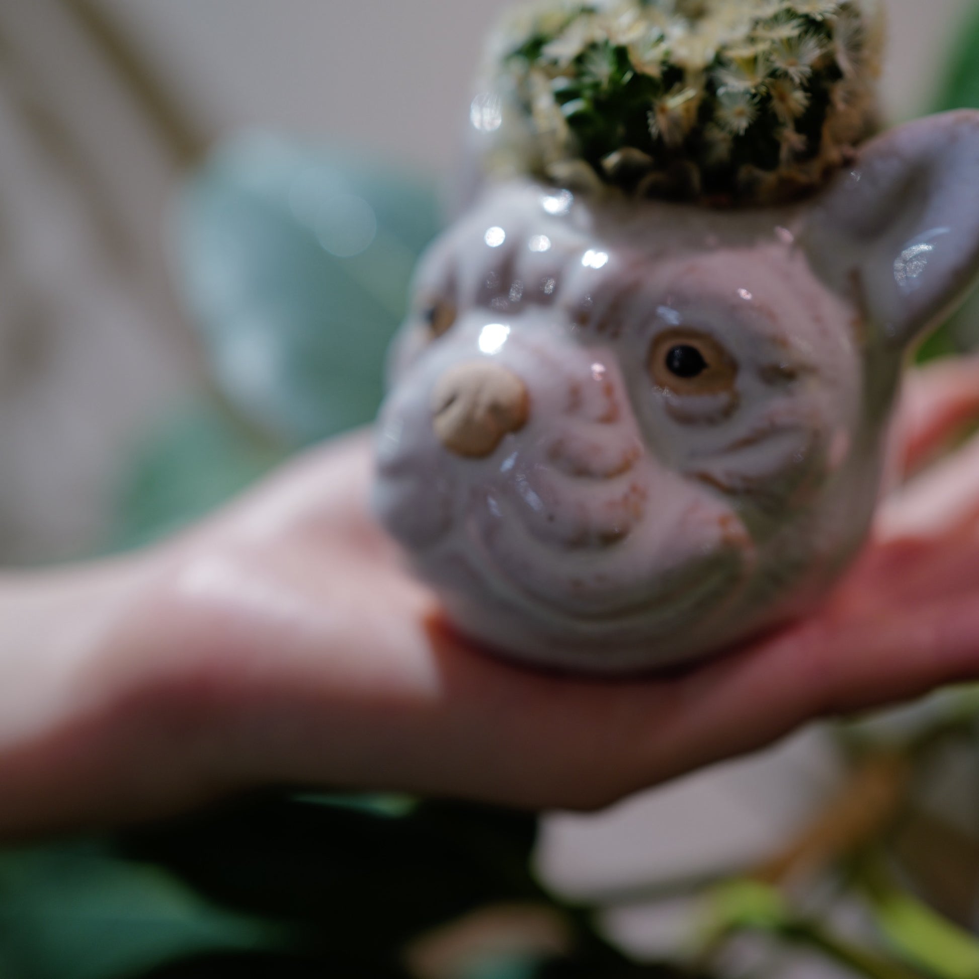ブルドッグ陶器鉢の表情アップ マミラリア・カルメナエ綴化 一点物サボテン GORI STORE TOKYO