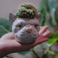 手のひらに載るマミラリア・カルメナエ綴化 高さ約10cm 卓上サボテン GORI STORE TOKYO
