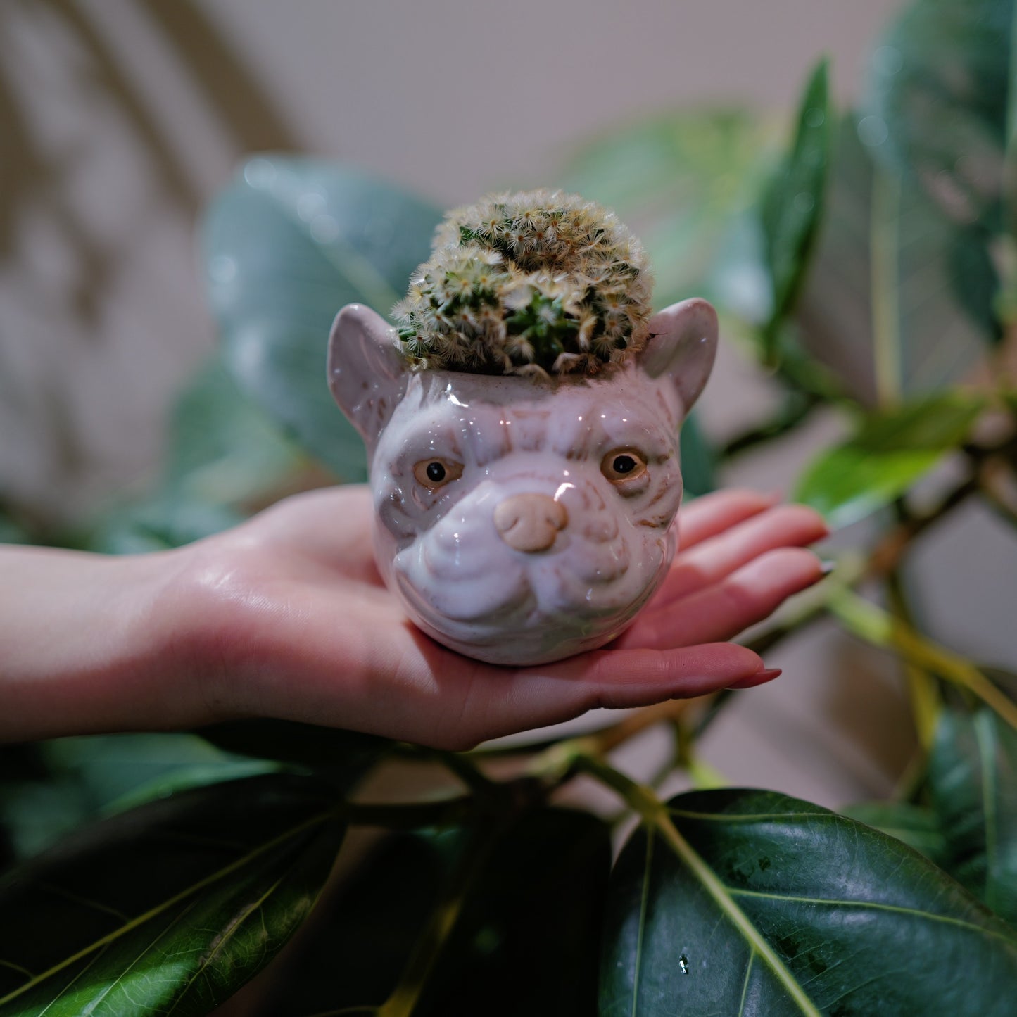 マミラリア・カルメナエ綴化 ブルドッグ陶器鉢 正面 手のひらサイズ GORI STORE TOKYO