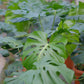 細谷園芸の温室で育つモンステラ・デリシオーサの若い株 GORI STORE TOKYO
