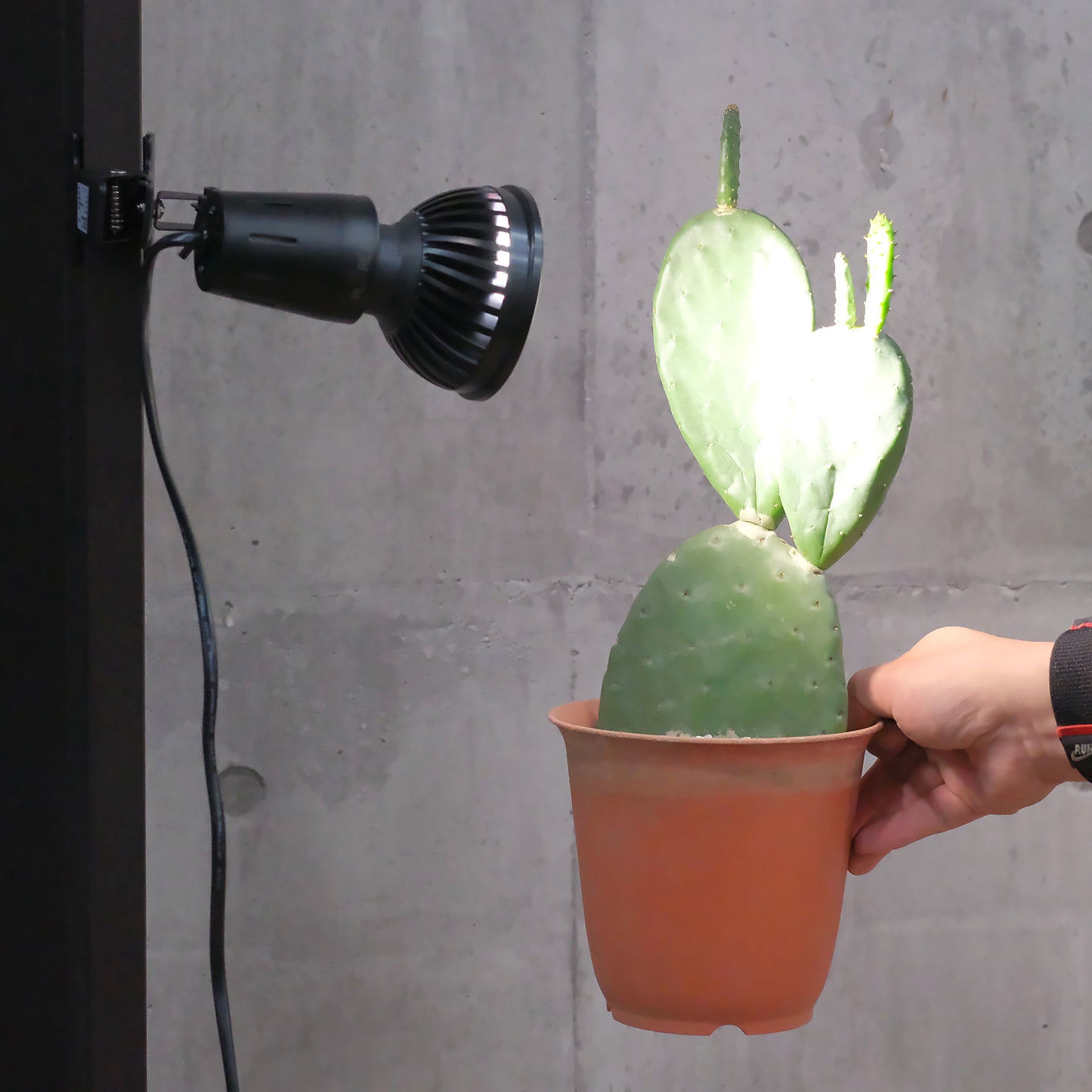 Plants NEXLIGHT 植物育成LEDライトでサボテンを照らす使用イメージ