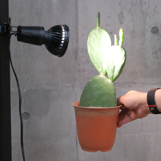 Plants NEXLIGHT 植物育成LEDライトを塊根植物・観葉植物に当てる使用イメージ