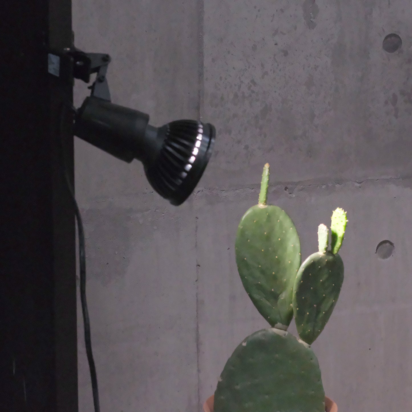 Plants NEXLIGHT 植物育成LEDライト 点灯中の設置例 株元に光を当てる