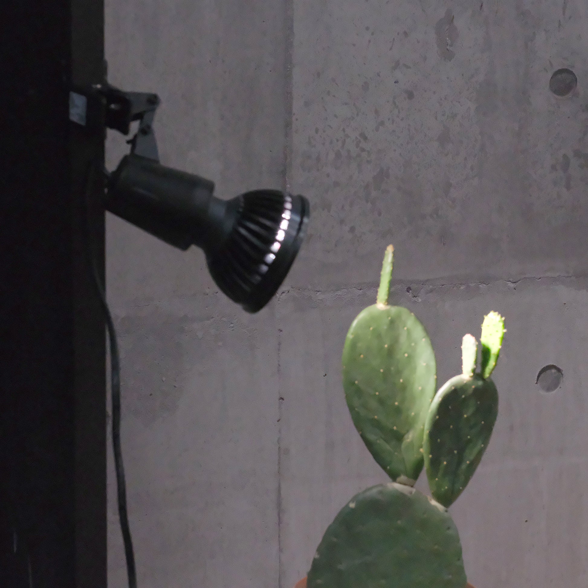 Plants NEXLIGHT 植物育成LEDライト 株から25〜30cmの距離で照らす様子