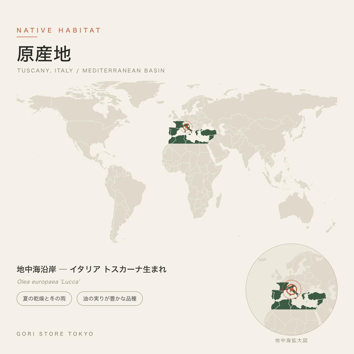 オリーブ（ルッカ）の原産地マップ 地中海沿岸 ─ イタリア トスカーナ生まれ 夏の乾燥と冬の雨 GORI STORE TOKYO