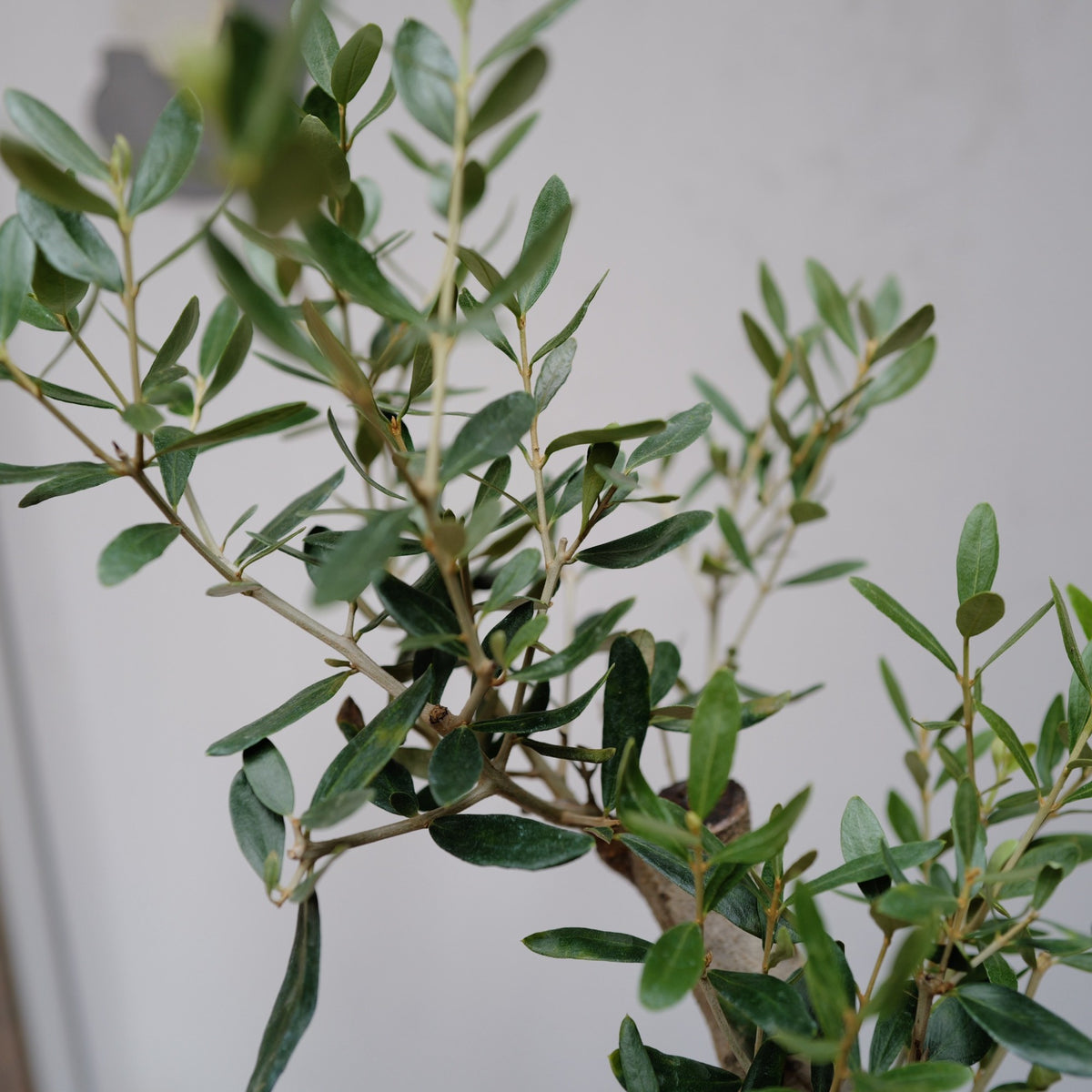 オリーブ ルッカの葉のアップ 丸みのある葉がたっぷり茂る枝先 GORI STORE TOKYO