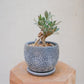 オリーブ盆栽ルッカを横から くの字に曲がる幹と曲がり角に残る切り株の跡 GORI STORE TOKYO