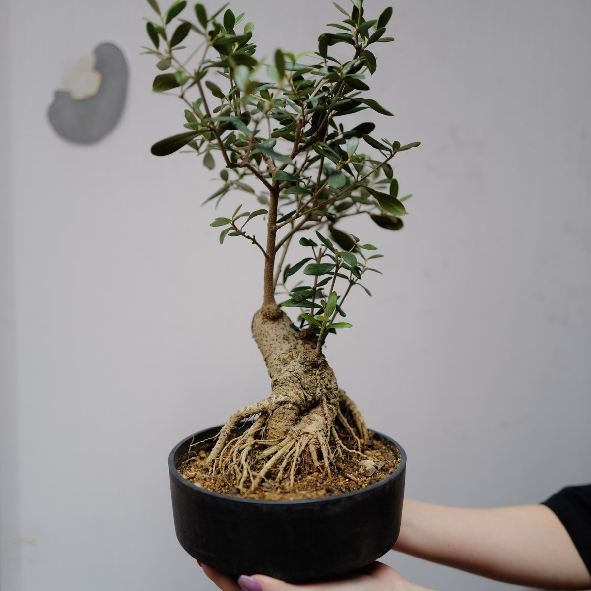 オリーブ盆栽 ネバディロブランコ 定植約8年の一点物 太い幹から枝が広がる高さ約40cmの全体 GORI STORE TOKYO