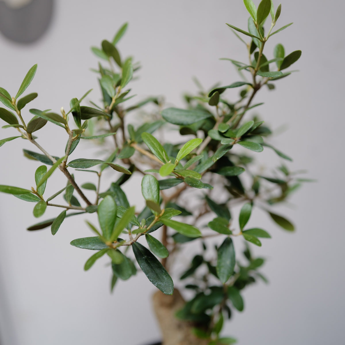 オリーブ ネバディロブランコの葉のアップ 細やかな葉がたっぷり茂る枝先 GORI STORE TOKYO