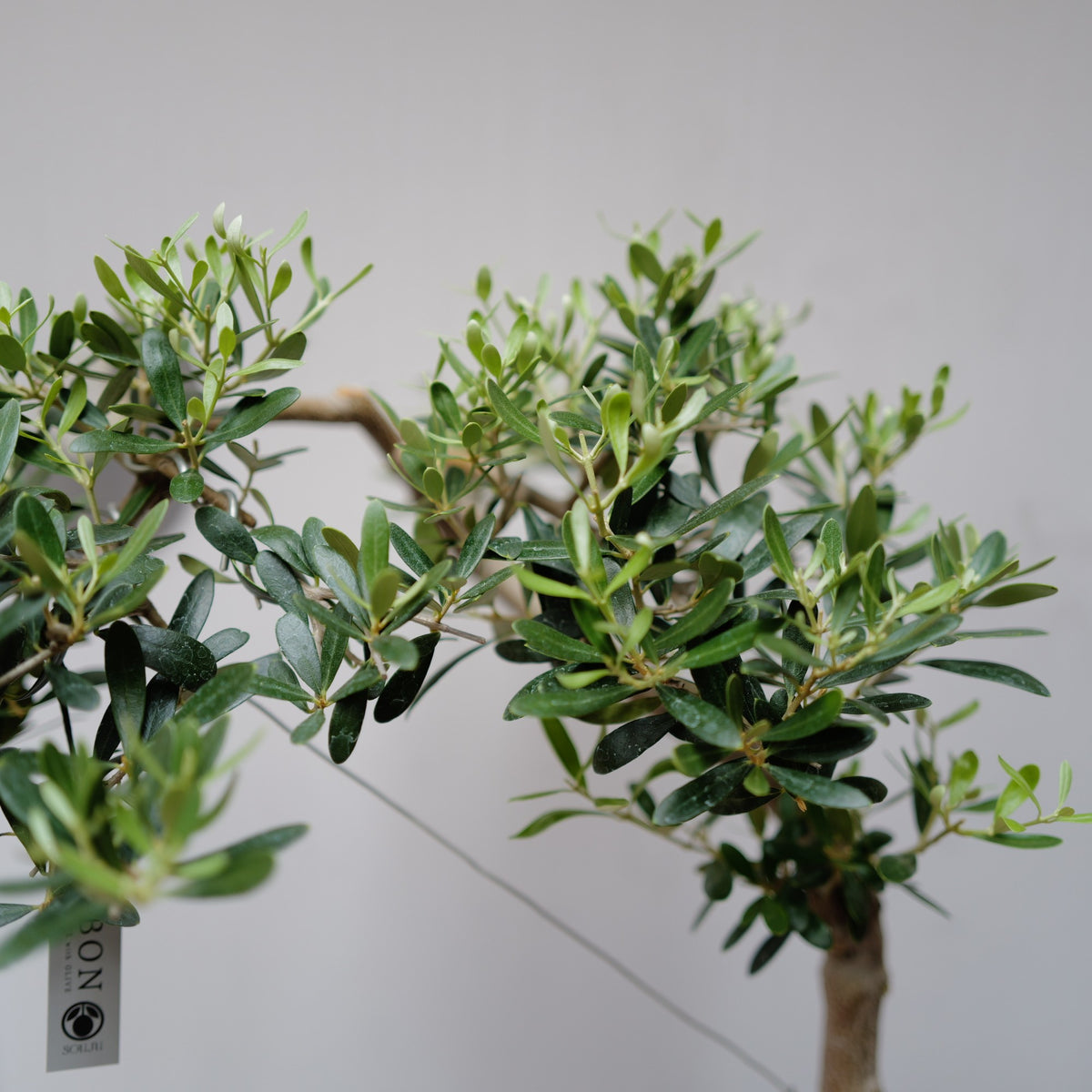 オリーブ ネバディロブランコの葉のアップ 新芽の明るい緑と深い緑の細やかな葉 GORI STORE TOKYO