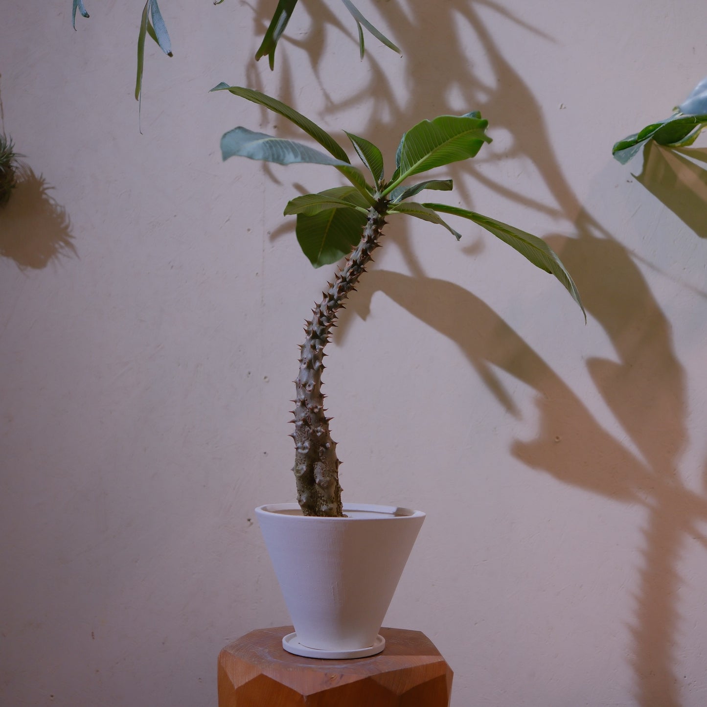 マダガスカル原産の塊根植物 パキポディウム・バロニー 白い陶器鉢仕立て 全体 GORI STORE TOKYO