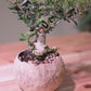 【一点物】オリーブ盆栽 ネバディロブランコ D01｜香川県 創樹（Souju）職人仕立て｜陶器鉢・皿付き【GORI STORE TOKYO】