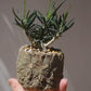 キリンドリフォリア トゥビフェラ｜塊根植物 コーデックス｜1点物 陶器鉢 ユーフォルビア【GORI STORE TOKYO】