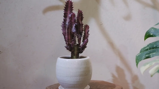 【希少】ユーフォルビア・紅彩雲閣② 高さ約25cm｜赤紫色が美しい多肉植物 手作り白陶器鉢  【GORI STORE TOKYO】
