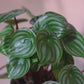 「スイカペペ（ペペロミア・サンデルシー）」観葉植物【GORI STORE TOKYO】