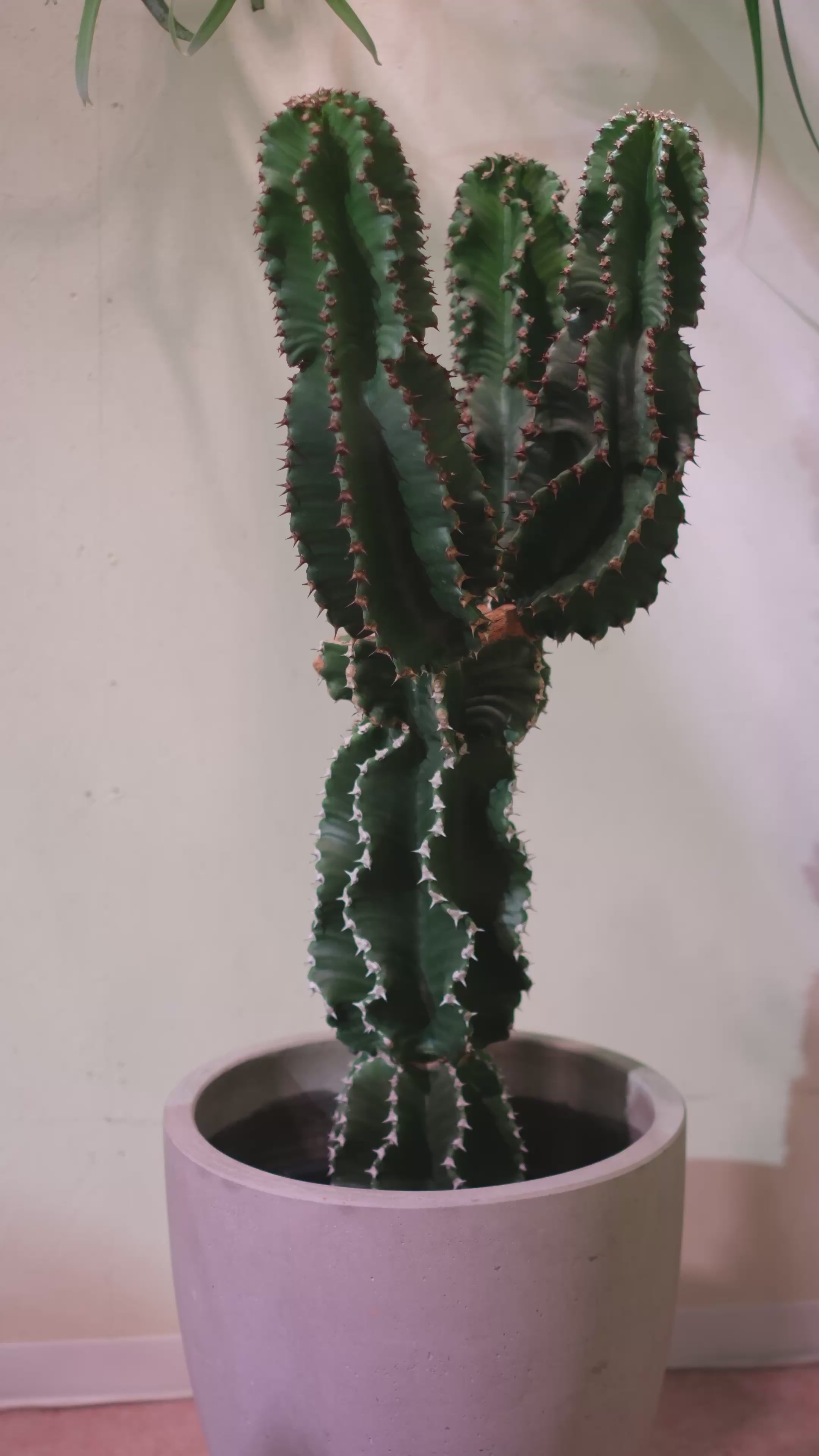 東京都内限定配送／一点物】ユーフォルビア・アビシニカ｜Euphorbia