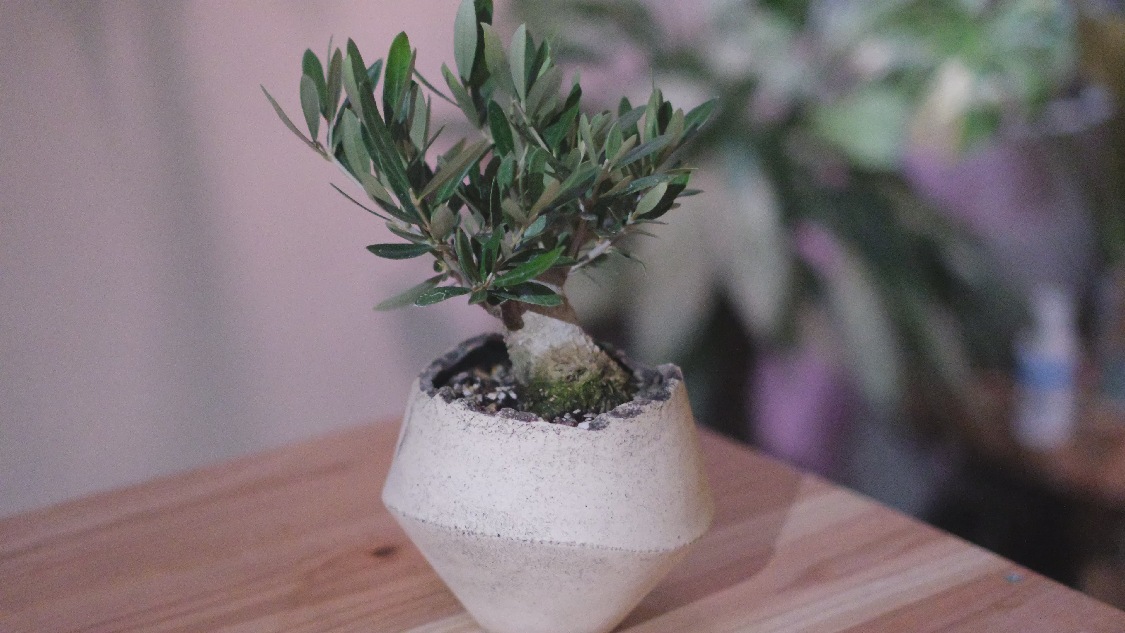 オリーブ盆栽 一点物】オリーブ盆栽 ピクアル｜香川県 創樹（Souju）職人