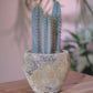 青い柱サボテン アズレウス｜ジュリエットプランター仕立て｜アンティーク陶器鉢・穴あり【GORI STORE TOKYO】