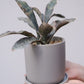 サンスベリア・キルキーコパトーン｜希少 銅葉 室内観葉植物【GORI STORE TOKYO】