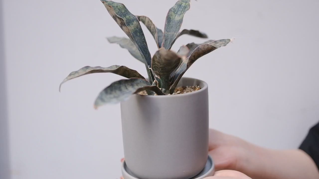 サンスベリア・キルキーコパトーン｜希少 銅葉 室内観葉植物【GORI