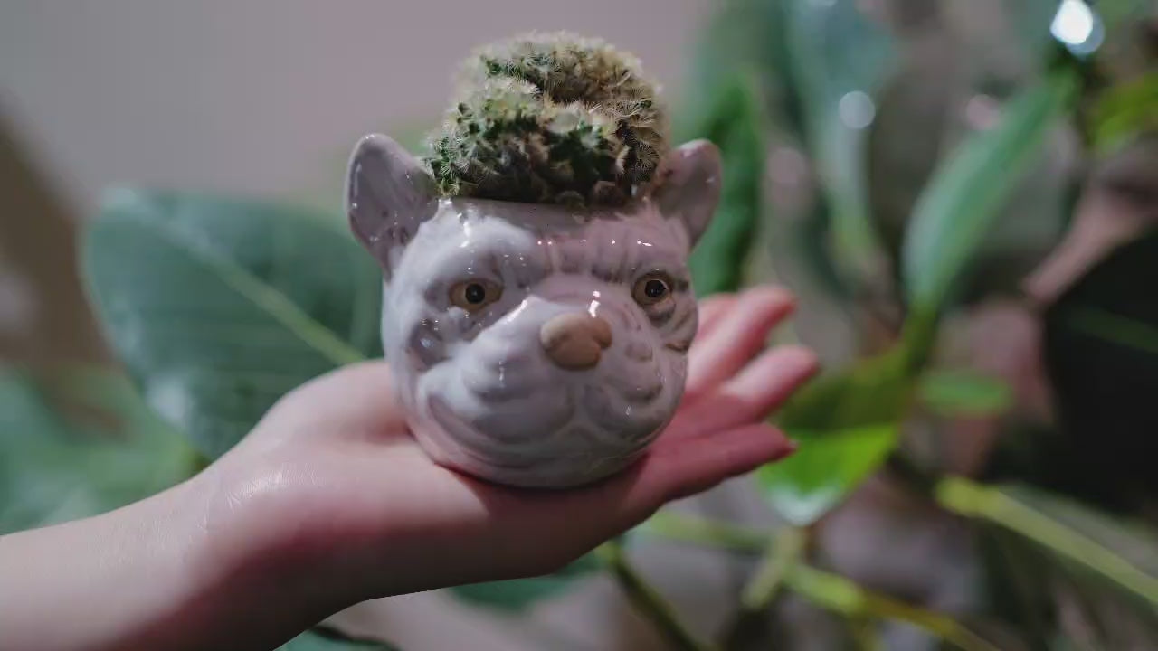 マミラリア・カルメナエ綴化 ブルドッグ陶器鉢 動画 GORI STORE TOKYO