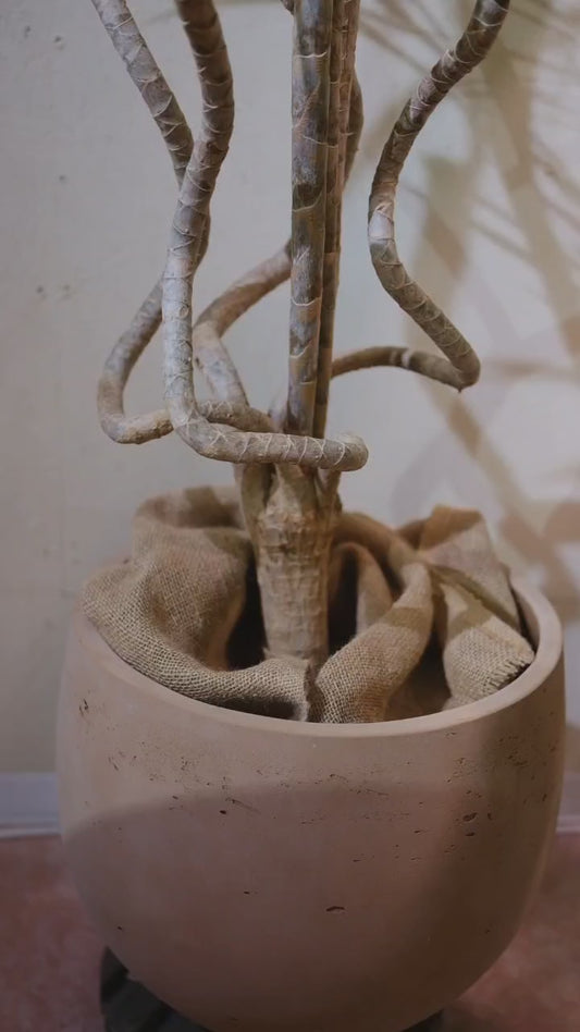 【一点物・大型】ドラセナ コンシンネ龍 トリカラー 高さ約145cm｜昇り龍の樹形 ピンクベージュテラコッタ鉢  【GORI STORE TOKYO】